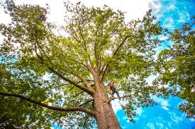 Best Firewood Processing and Delivery  in Rochester Institute Of Technology, NY