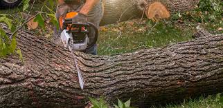 Best Tree Risk Assessment  in Rochester Institute Of Technology, NY