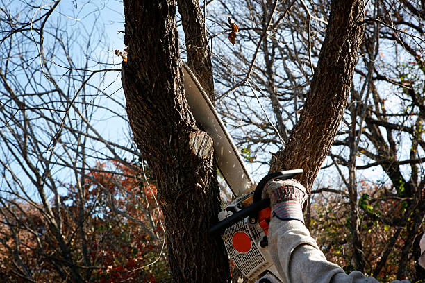 How Our Tree Care Process Works  in  Rochester Institute Of Technology, NY