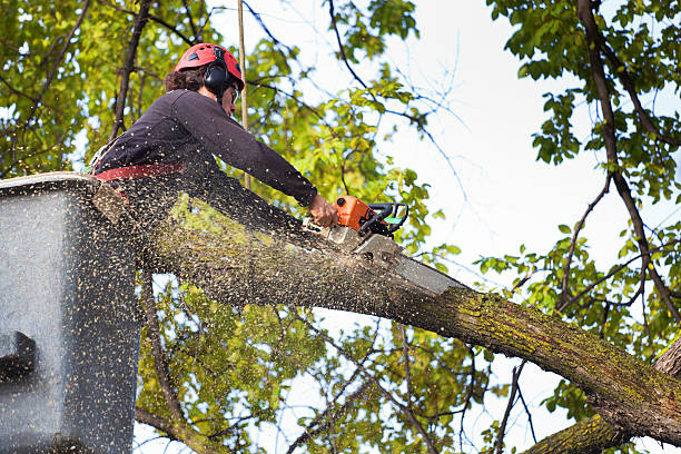 Rochester Institute Of Technology, NY Tree Care Company