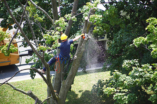 Best Lawn Pest Prevention  in Rochester Institute Of Technology, NY